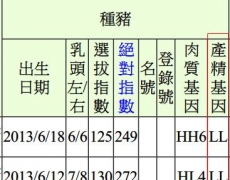 檢定種豬多了「產精基因」檢測！！