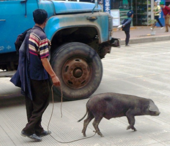 昭覺路上蹓豬 ss.jpg